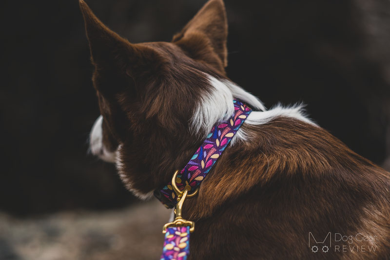 Bubark Collars Review | Dog Gear Review