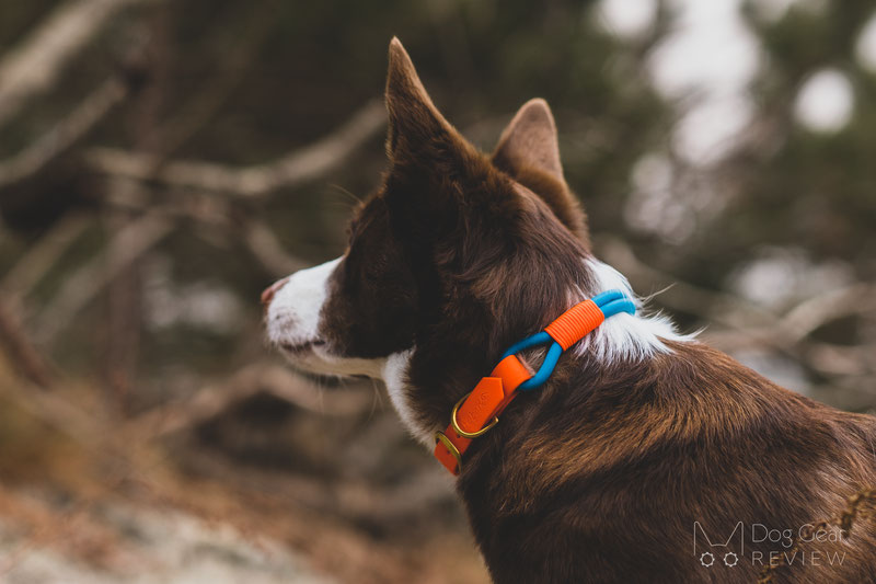 Bubark Collars Review | Dog Gear Review