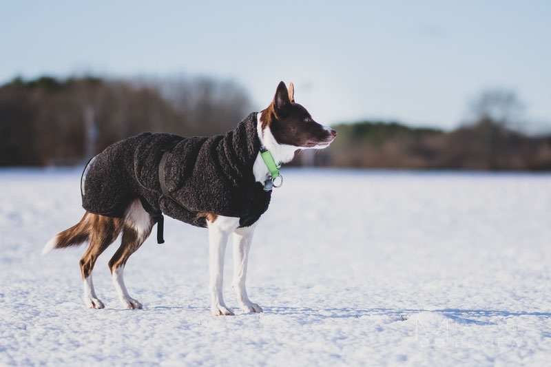 Canelana Ambassador Wool Coat Review | Dog Gear Review