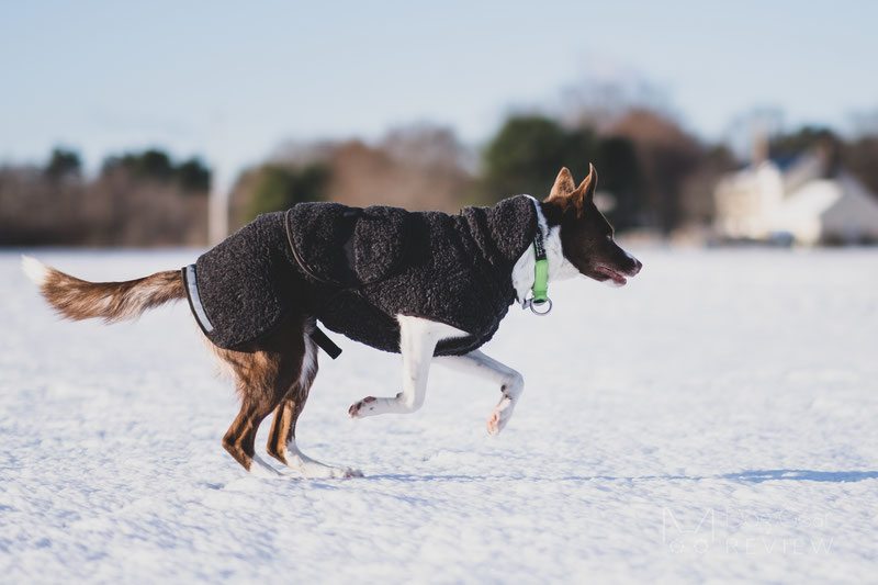 Canelana Ambassador Wool Coat Review | Dog Gear Review