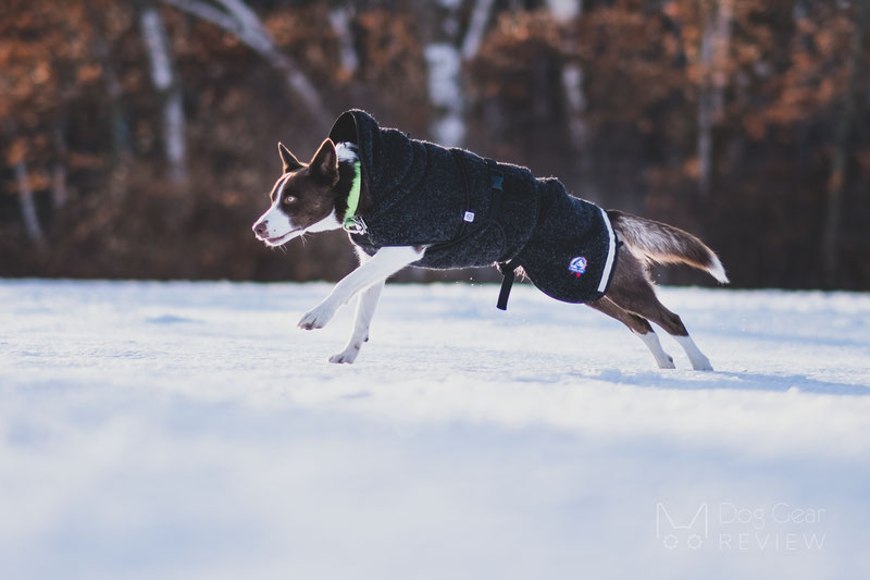 Canelana Ambassador Wool Coat Review | Dog Gear Review