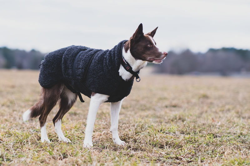 Hejse fe Bolt Canelana Ambassador Wool Coat Review | Dog Gear Review