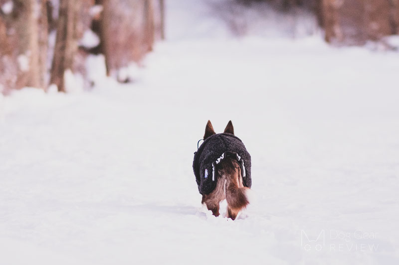 Canelana Ambassador Wool Coat Review | Dog Gear Review