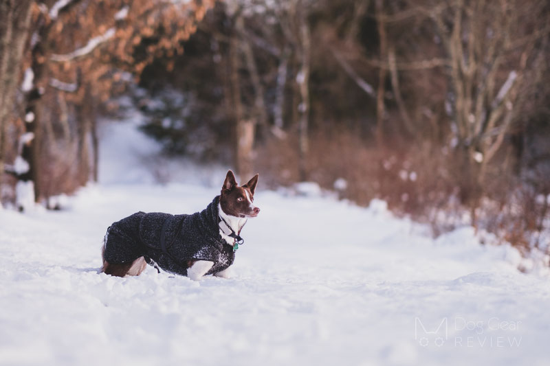 Canelana Ambassador Wool Coat Review | Dog Gear Review