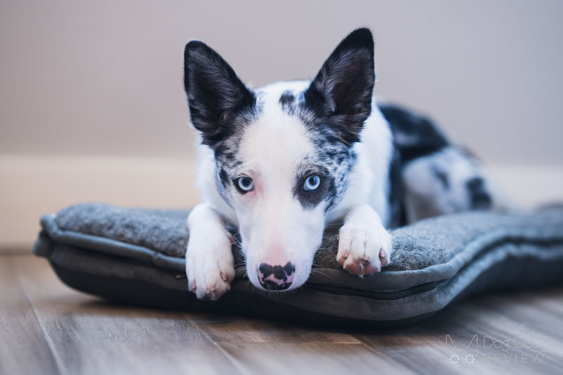 Canelana Dog Crate Wool Mattress Review | Dog Gear Review