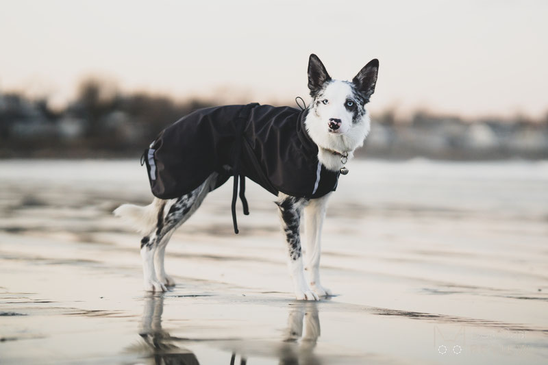 Canelana Cover Coat Review | Dog Gear Review