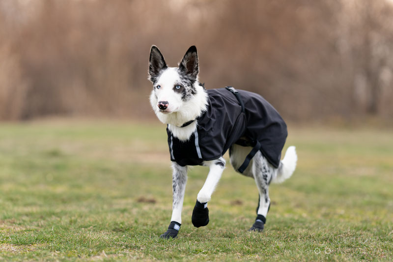 Canelana Cover Coat Review | Dog Gear Review