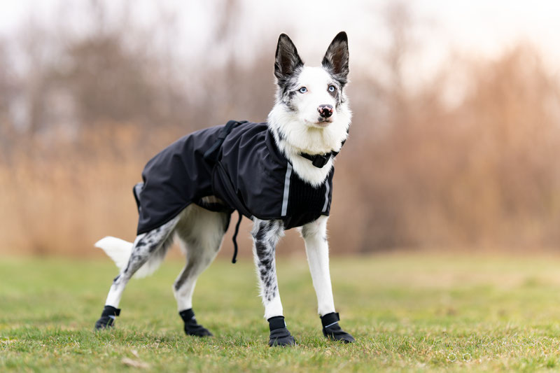 Canelana Cover Coat Review | Dog Gear Review