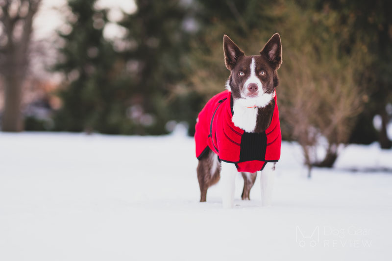 Canelana Lana Wool Coat Review | Dog Gear Review