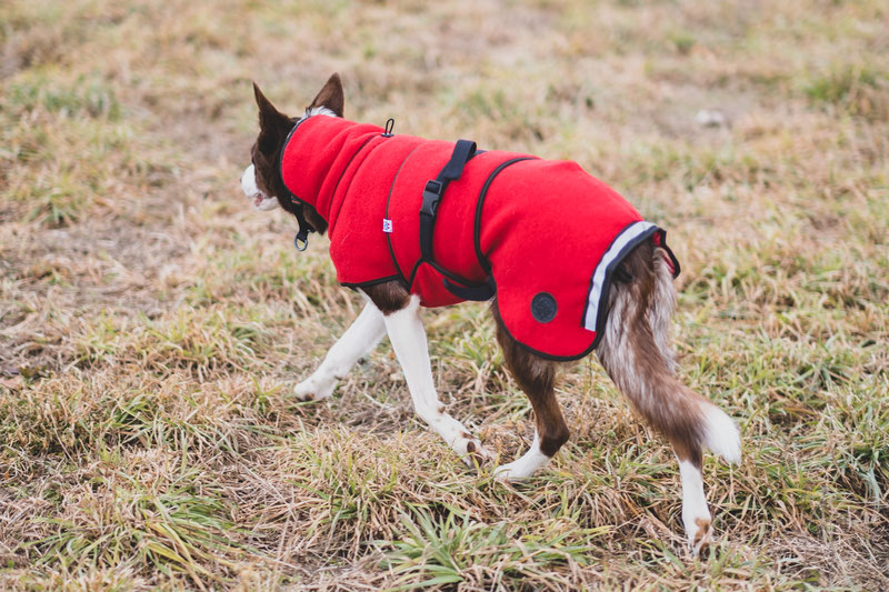 Canelana Lana Wool Coat Review | Dog Gear Review