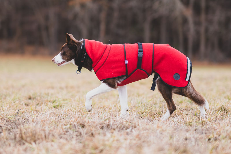 Canelana Lana Wool Coat Review | Dog Gear Review