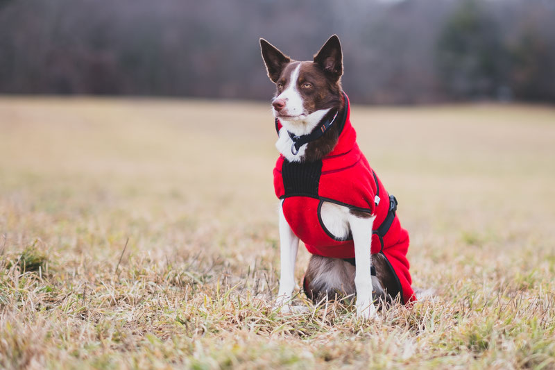 Canelana Lana Wool Coat Review | Dog Gear Review