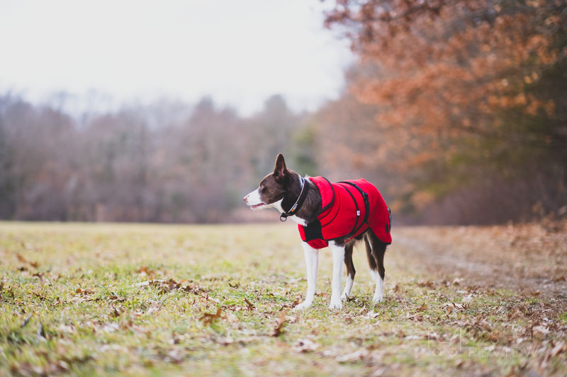Canelana Lana Wool Coat Review | Dog Gear Review