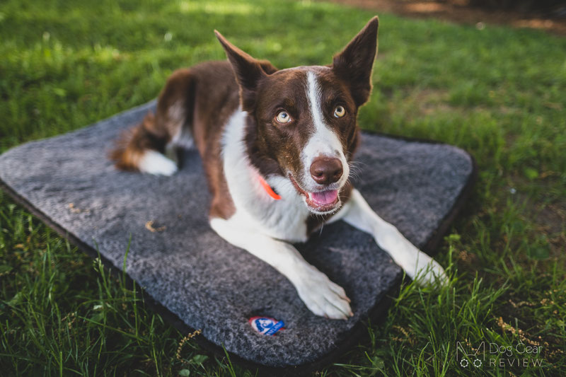 Canelana Wool Mattress with Waterproof Underside Review | Dog Gear Review