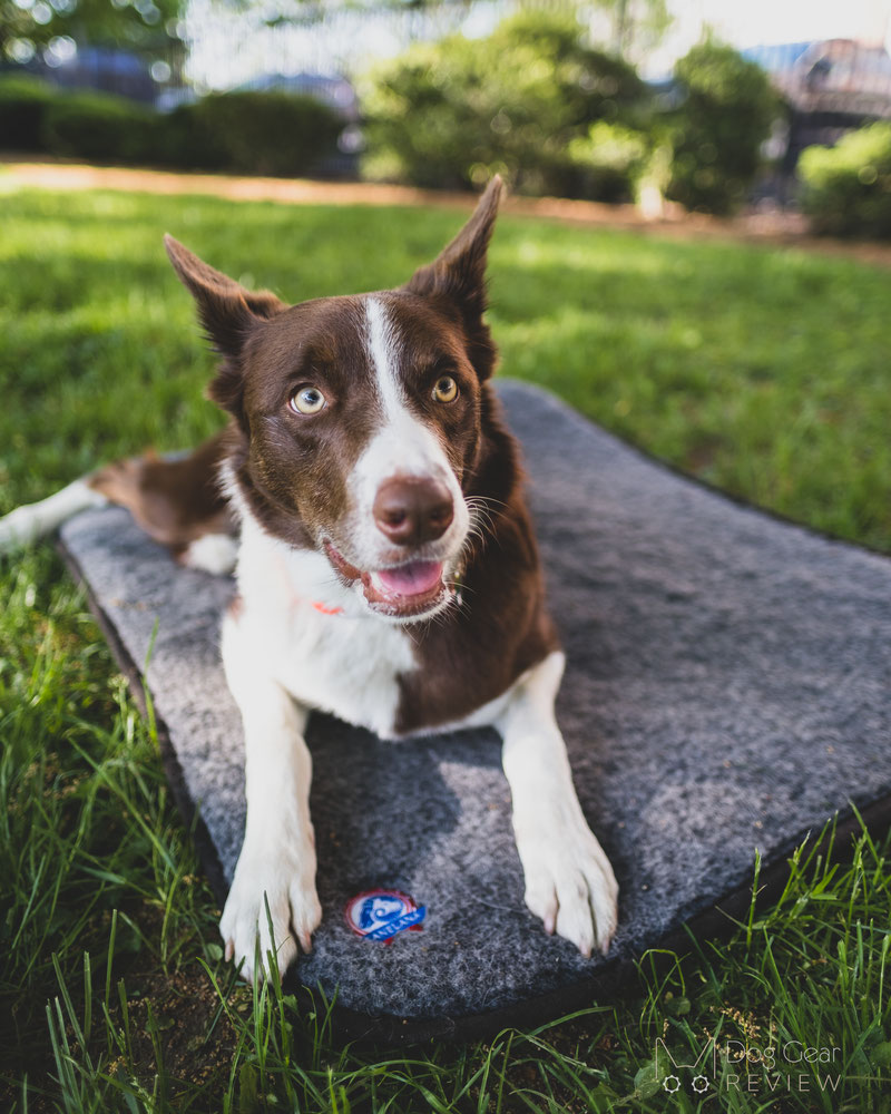 Canelana Wool Mattress with Waterproof Underside Review | Dog Gear Review