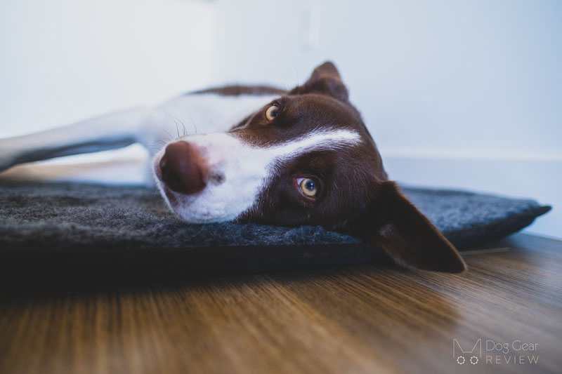 Canelana Wool Mattress with Waterproof Underside Review | Dog Gear Review