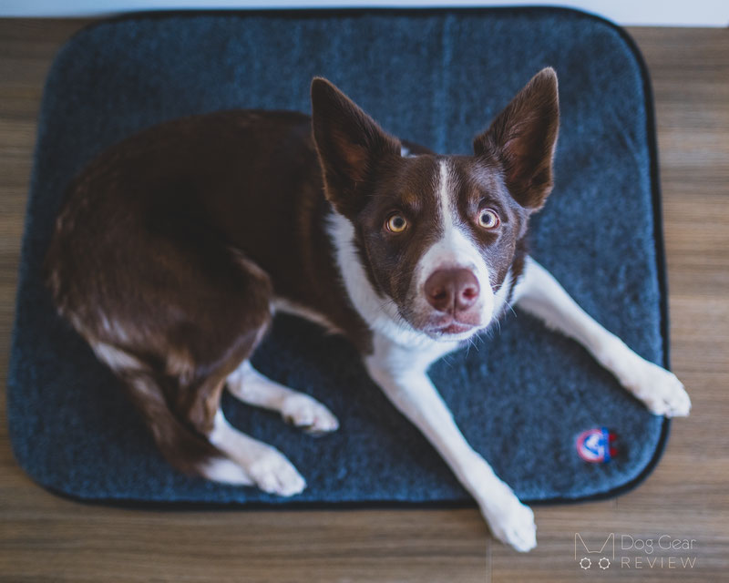 Canelana Wool Mattress with Waterproof Underside Review | Dog Gear Review