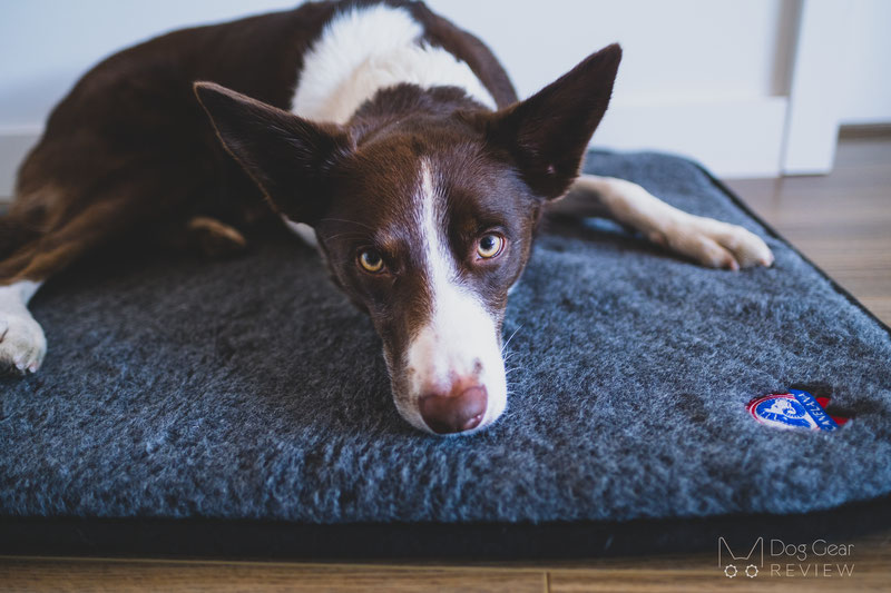 Canelana Wool Mattress with Waterproof Underside Review | Dog Gear Review