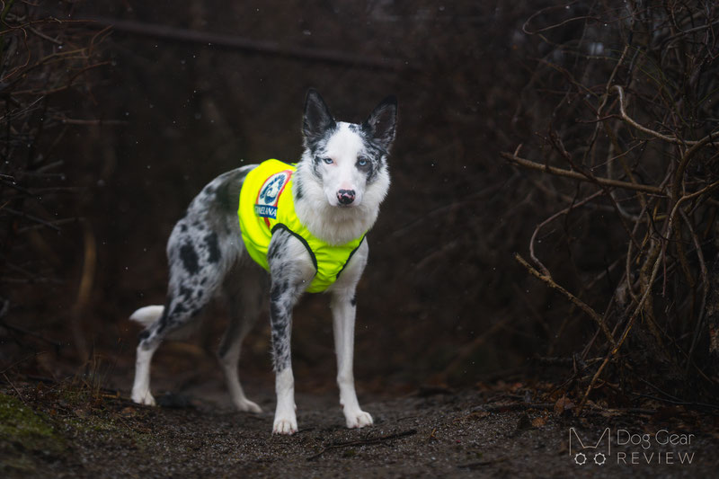 Canelana NEON Protection Vest Review | Dog Gear Review