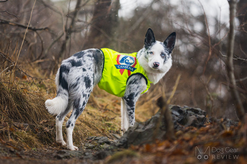 Canelana NEON Protection Vest Review | Dog Gear Review