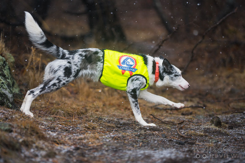 Canelana NEON Protection Vest Review | Dog Gear Review