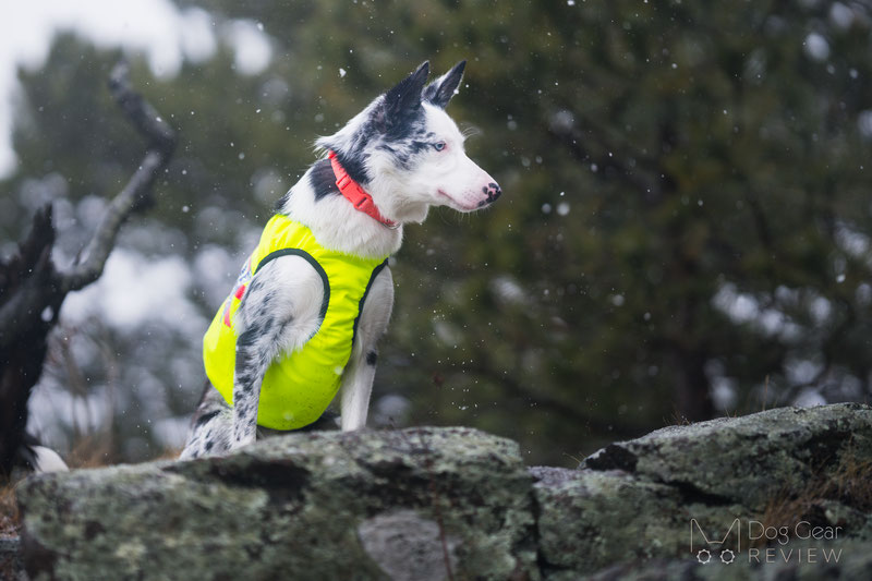 Canelana NEON Protection Vest Review | Dog Gear Review