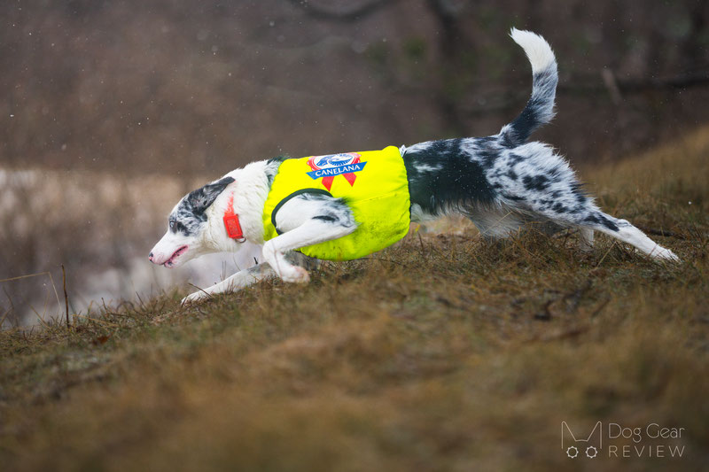 Canelana NEON Protection Vest Review | Dog Gear Review