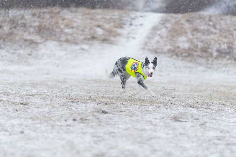 Canelana NEON Protection Vest Review | Dog Gear Review