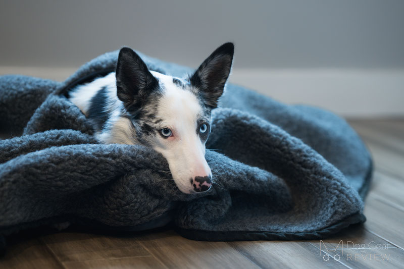 Canelana Wool Poncho Review | Dog Gear Review