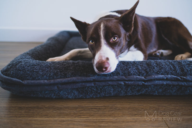 Canelana Wool Bed with Raised Edges Review | Dog Gear Review