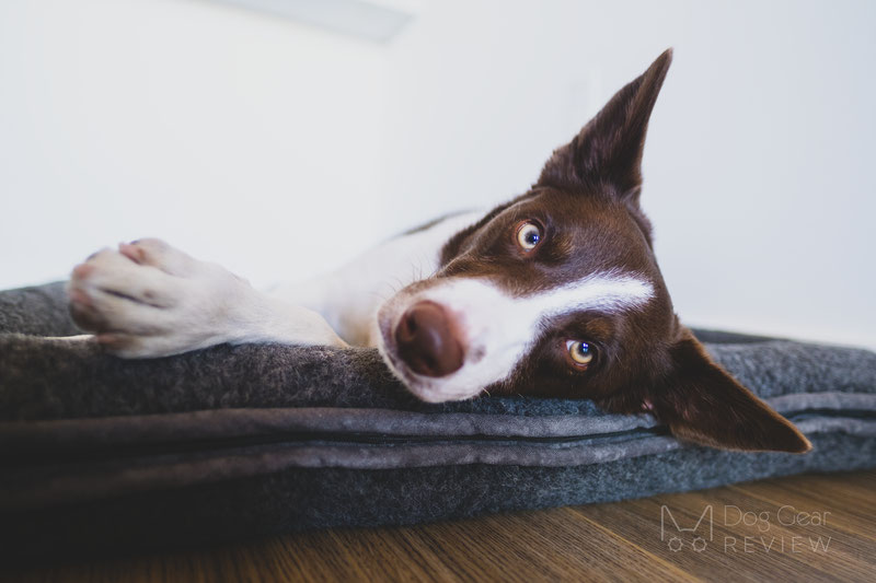 Canelana Wool Bed with Raised Edges Review | Dog Gear Review