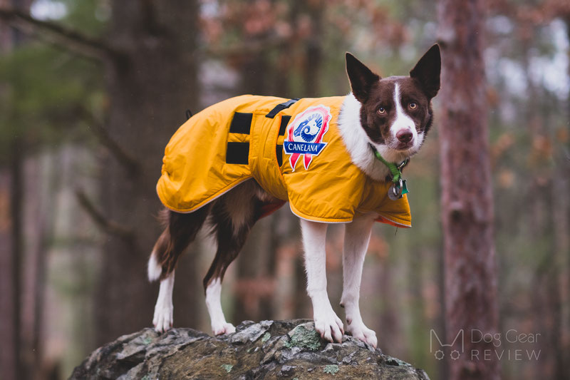 Velsigne Monument Ikke moderigtigt Canelana Sporting Coat Review | Dog Gear Review