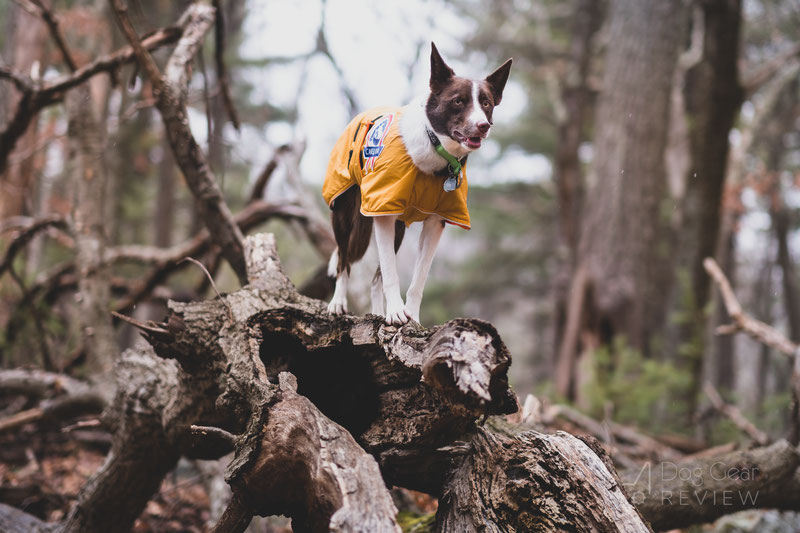 Canelana Sporting Coat Review | Dog Gear Review