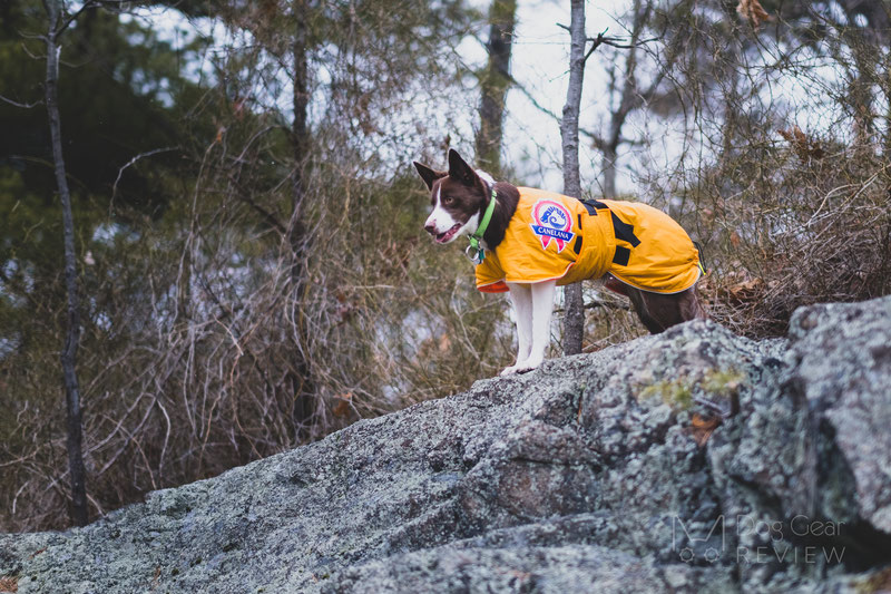 Canelana Sporting Coat Review | Dog Gear Review