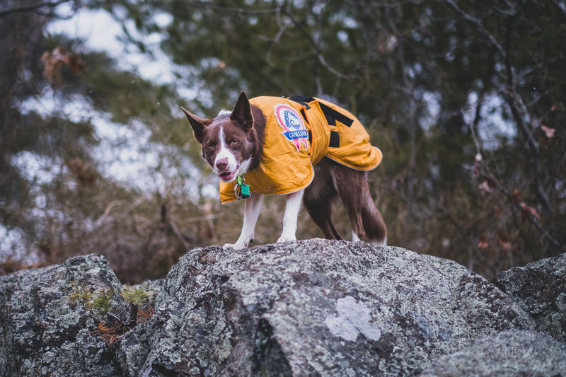 Canelana Sporting Coat Review | Dog Gear Review