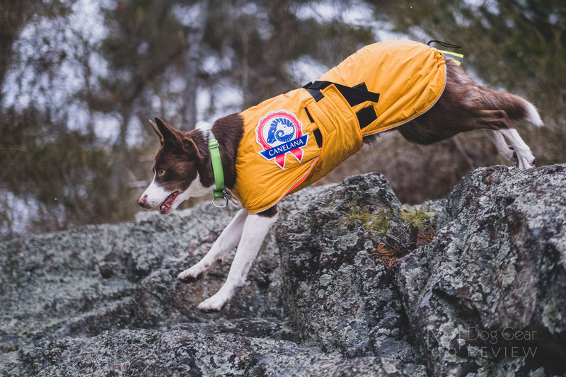 Canelana Sporting Coat Review | Dog Gear Review