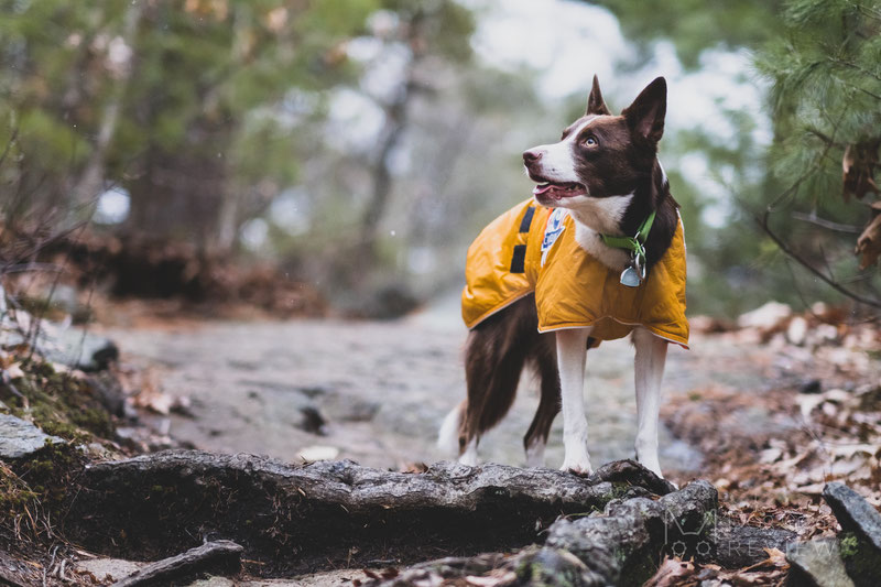 Canelana Sporting Coat Review | Dog Gear Review