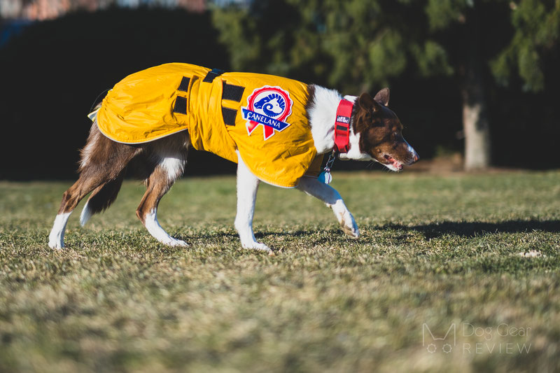 Canelana Sporting Coat Review | Dog Gear Review