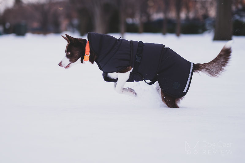 Canelana Thermo Coat Review | Dog Gear Review