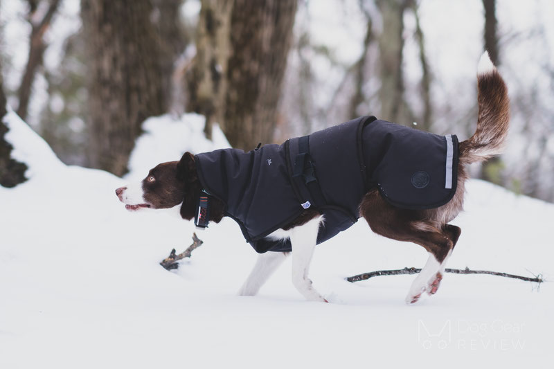 Canelana Thermo Coat Review | Dog Gear Review