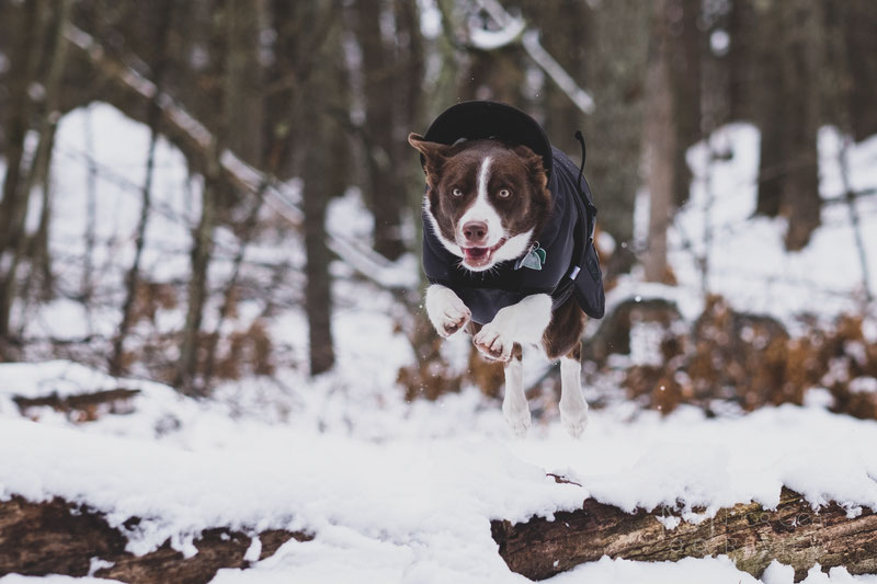 Canelana Thermo Coat Review | Dog Gear Review