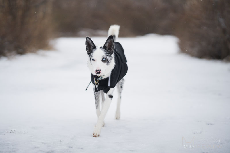Canelana Touring Coat Review | Dog Gear Review