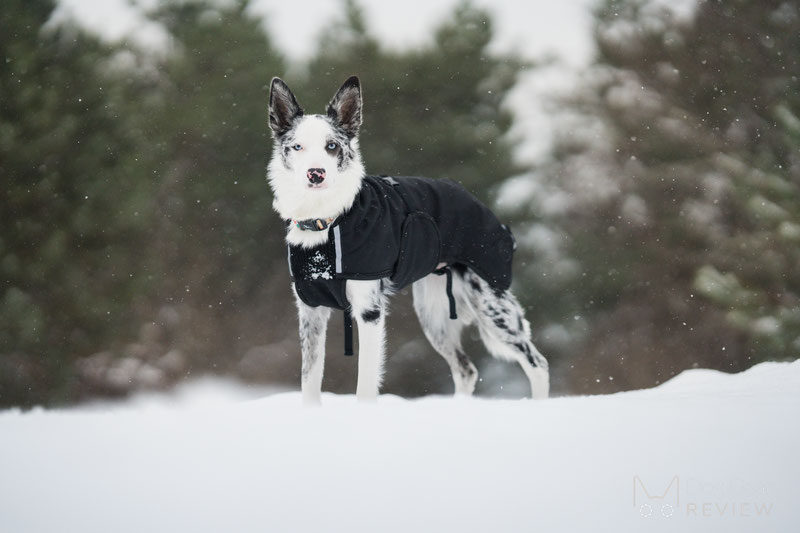 Canelana Touring Coat Review | Dog Gear Review