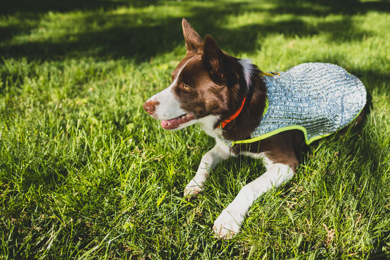 Chillybuddy Cooling Jacket Review | Dog Gear Review