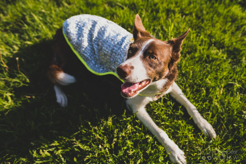 Chilli paws cooling outlet vest