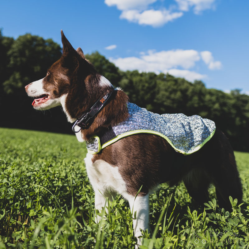 Cool dog clearance vest