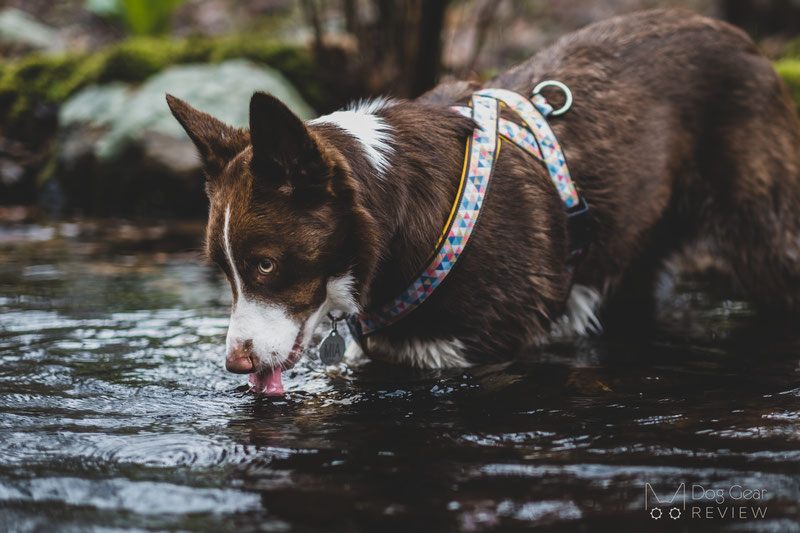 Csinieb Butterfly Harness and Leash Review | Dog Gear Review