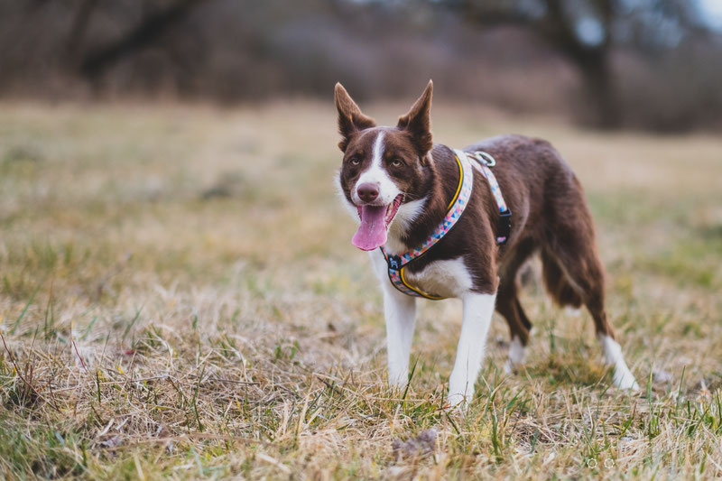 Csinieb Butterfly Harness and Leash Review | Dog Gear Review