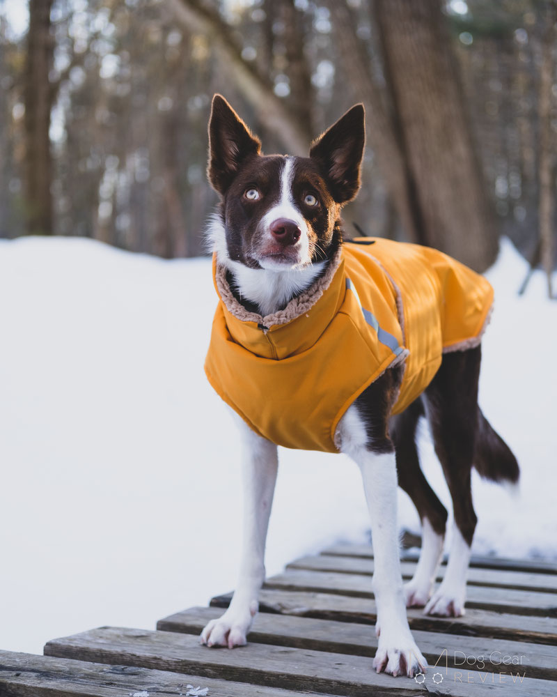 Csinieb Premium Comfort Coat Review | Dog Gear Review