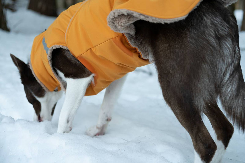 Csinieb Premium Comfort Coat Review | Dog Gear Review